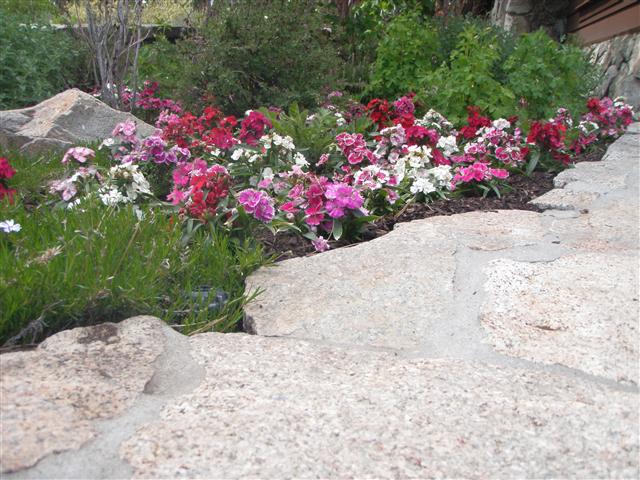 Annual Color 2 Custo