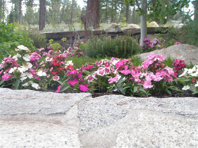 Annual Color 3 Custo