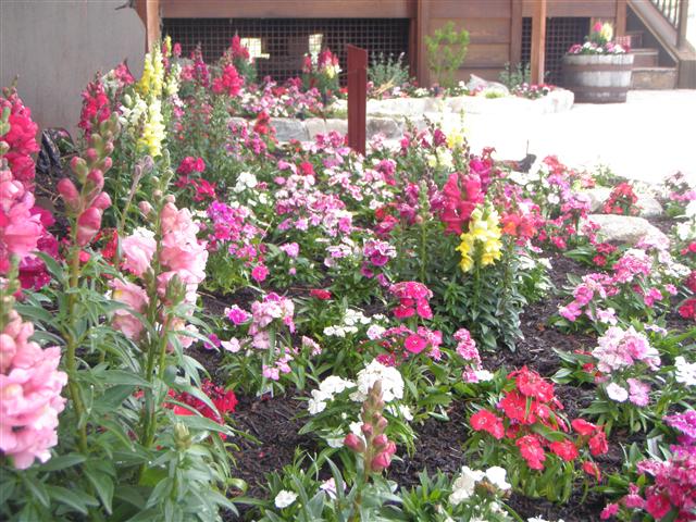 Annual Color 4 Custo