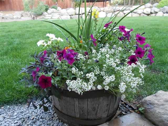 Annual color wine barrel