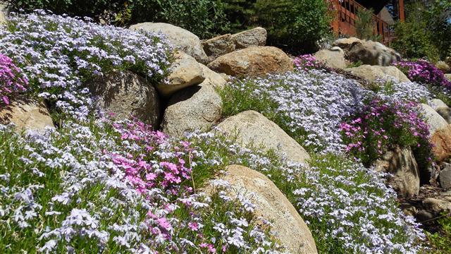 Creeping Phlox