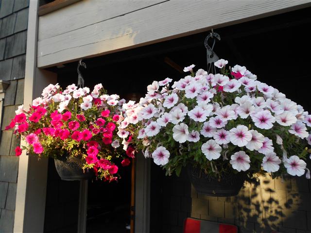 Image result for hanging baskets