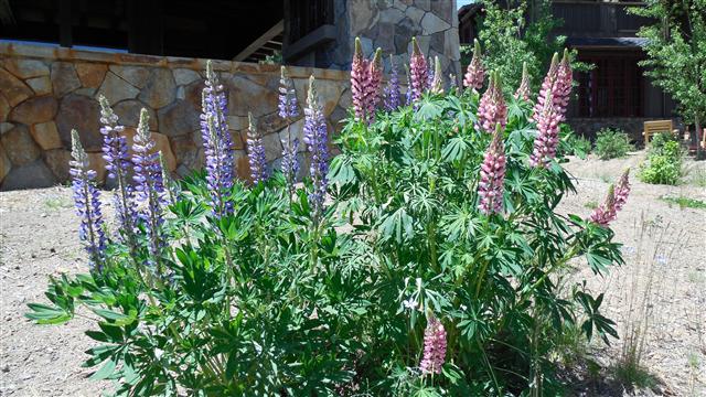 Lupine 2