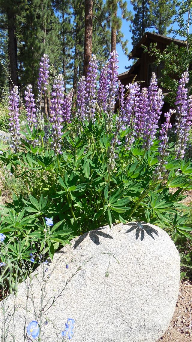 Lupine 4