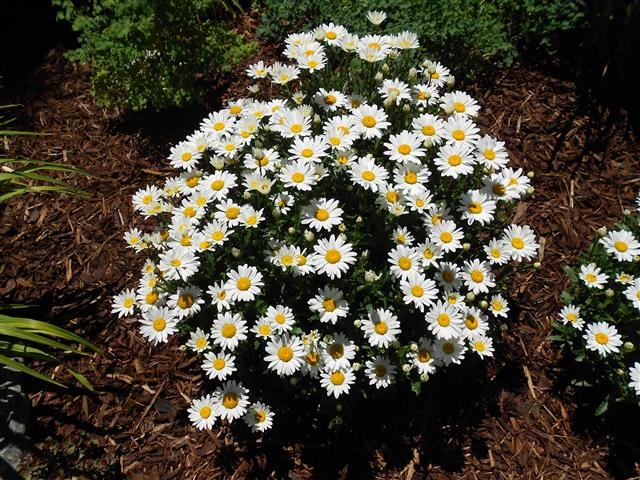 Shasta Daisy