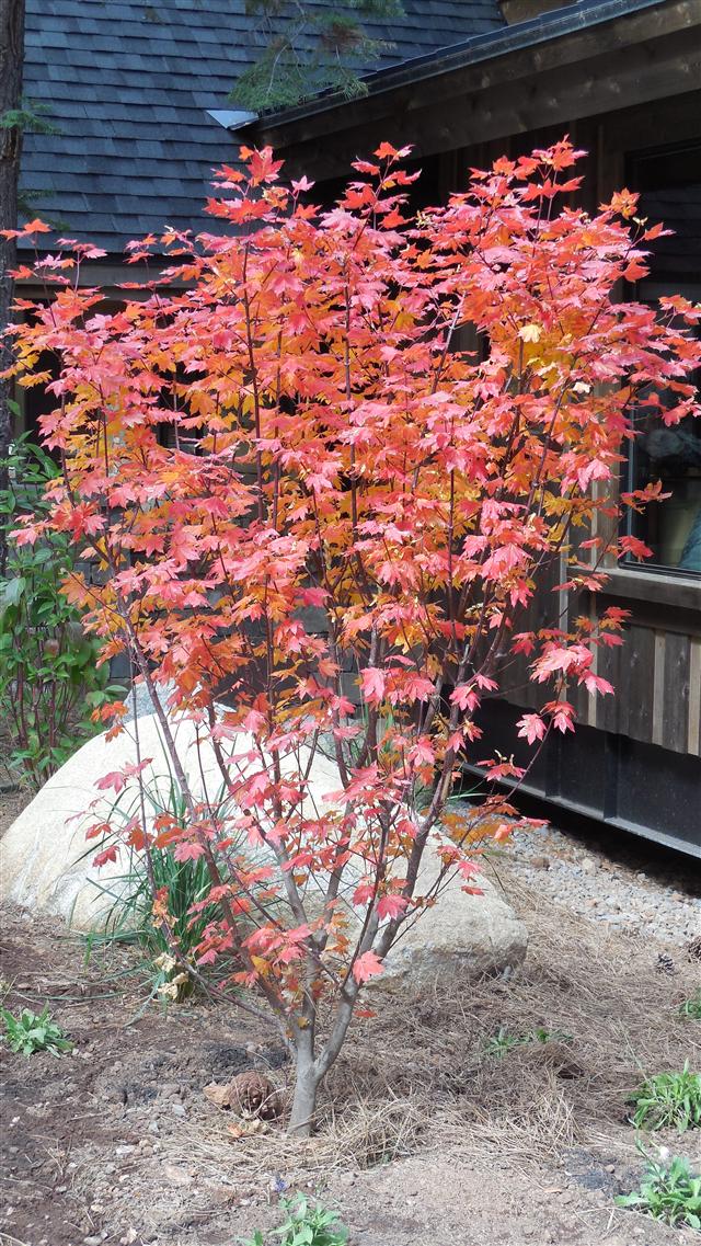 Vine Maple fall color