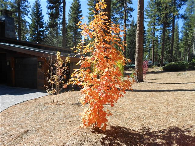 Vine Maple fall color 2
